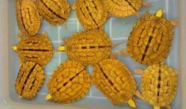 盲盒吃瓜企鹅,揭秘吃瓜企鹅的神秘魅力