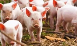 小猪吃瓜日本兔子岛