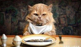 蜜汁猫裘吃瓜,揭秘吃瓜背后的娱乐江湖