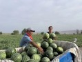 吃瓜贫农,揭秘农村生活的酸甜苦辣