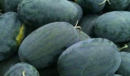 京瓜可以常吃吗,健康生活新选择”