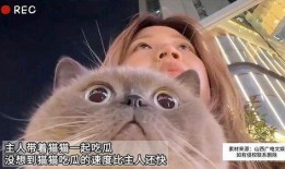 主人吵架猫咪吃瓜,萌态十足