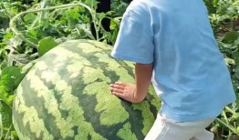 吃瓜群众三号,揭秘娱乐圈幕后风云