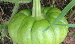 姜吃姜瓜,探寻传统美食的独特魅力