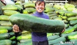 怎么让不爱吃瓜的人吃瓜,揭秘瓜类美食的魅力