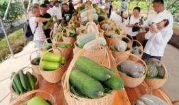 吃新瓜.shop,品味夏日新鲜瓜果的网上乐园