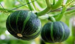 西安欧亚吃瓜,吃瓜群众的欢乐聚集地