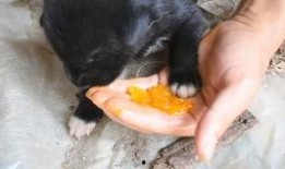 瓜蛆可以吃吗,能否成为餐桌上的美味佳肴？