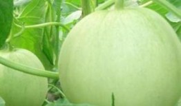 孕妇可以吃哦瓜,孕妇可以放心享用的哦瓜