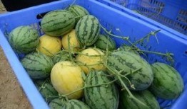 弯弯吃瓜群,揭秘网络社交圈的趣味与争议