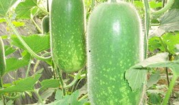 大瓜篓怎样吃,解锁夏日清新口感新选择