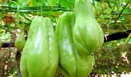 佛手瓜怎么吃没毒,揭秘无毒美味烹饪方法