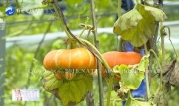 佛手菇瓜怎么吃,探索美味与健康的完美融合