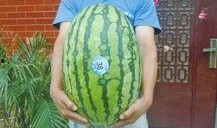 51吃瓜大群,揭秘网络社交圈的“瓜田”盛景