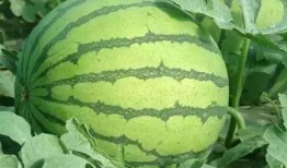 武陟特色吃瓜地点,探寻特色吃瓜胜地攻略