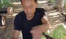 飞机哥吃瓜,揭秘娱乐圈幕后风云