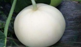 吃梨瓜坏处 好处