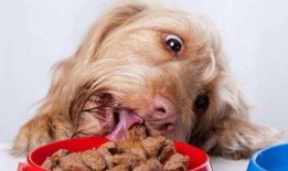 狗狗吵架突然吃瓜,意外吃瓜成焦点