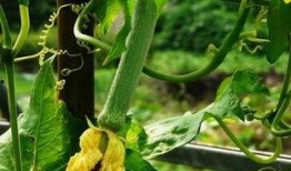 愚月吃瓜,揭秘娱乐圈那些不为人知的幕后故事