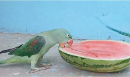 鹦鹉 吃瓜,鹦鹉的夏日瓜趣时光