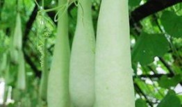 玫瑰瓜可以长期吃吗,健康美味，长期食用的理想选择