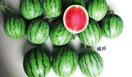 广西行健吃瓜,一场别开生面的吃瓜盛宴