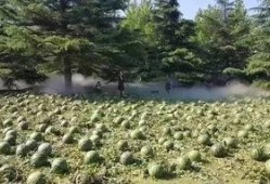 西安美院吃瓜,揭秘校园里的那些事儿