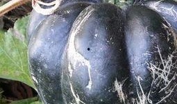 方瓜叶怎么吃,探索家常美味新选择