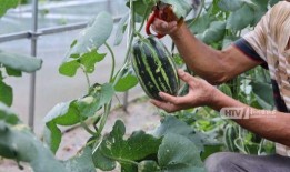 杭电信工吃瓜,吃瓜群众揭秘校园热点事件