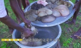牛大瓜吃毛肚,牛大瓜与毛肚的美食传奇