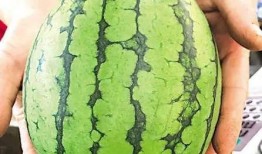 吃瓜群众的一天图片大全,趣味横生的日常瞬间