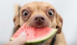 狗吃瓜看吵架,一场宠物视角的社交观察