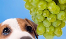 狗吃王瓜,一场与王瓜的美食邂逅