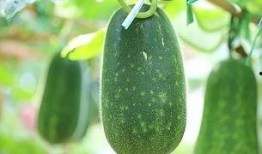 羊角瓜能热吃吗,热食新体验，探索美味新境界