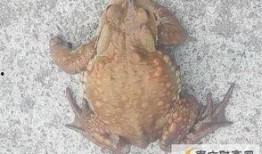 蛤蟆兵吃瓜,蛤蟆兵的瓜田奇遇记