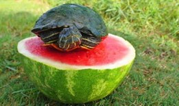 龟龟吃瓜,一场味蕾与自然的邂逅