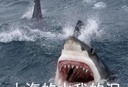 鲨鱼吃瓜自拍表情包,表情包界的“海洋霸主”