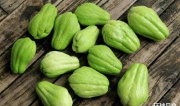 洋瓜哪里可以吃,从田间到餐桌的味蕾之旅