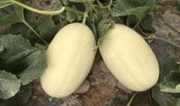 河边吃瓜图片,夏日休闲好去处