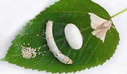 fred桑吃瓜,一场味蕾与历史的邂逅