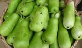 吃葫芦瓜想吐,却引发呕吐之谜