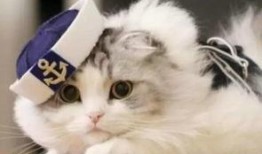 蜜汁猫裘吃瓜,揭秘吃瓜背后的娱乐江湖