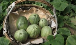 小时候吃瓜,那些年我们一起吃过的瓜