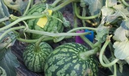 吃瓜的最快时间,揭秘吃瓜界的最快纪录！