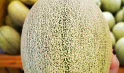 吃甜甜沙漠蜜瓜视频,揭秘甜甜蜜瓜的独特魅力