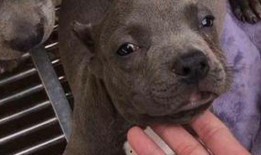 猪皮恶霸直播吃瓜,这瓜能吃吗？