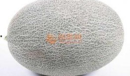 什么蜜瓜可以剥皮吃,揭秘剥皮即食的蜜瓜品种