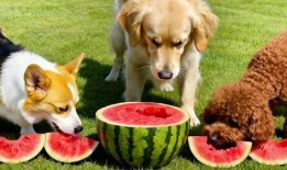 三个狗吃瓜,趣味横生话家常