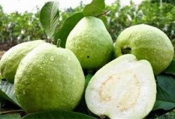 广西行健吃瓜,一场别开生面的吃瓜盛宴