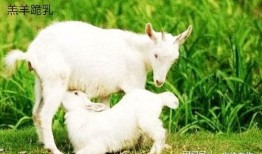晴天小羊吃瓜视频,萌态十足引网友热议